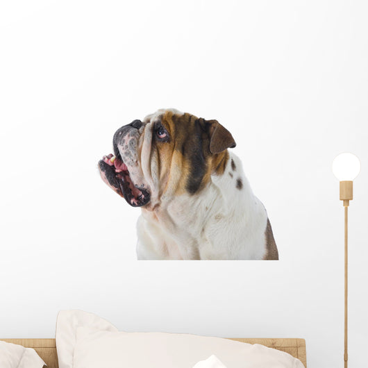 Inquisitive English Bulldog Wall Decal