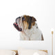 Inquisitive English Bulldog Wall Decal