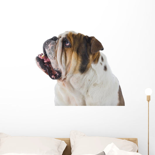 Inquisitive English Bulldog Wall Decal