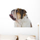 Inquisitive English Bulldog Wall Decal