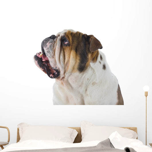 Inquisitive English Bulldog Wall Decal