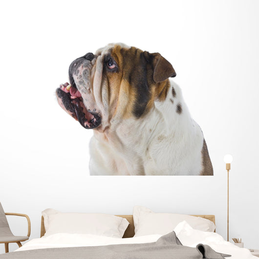 Inquisitive English Bulldog Wall Decal
