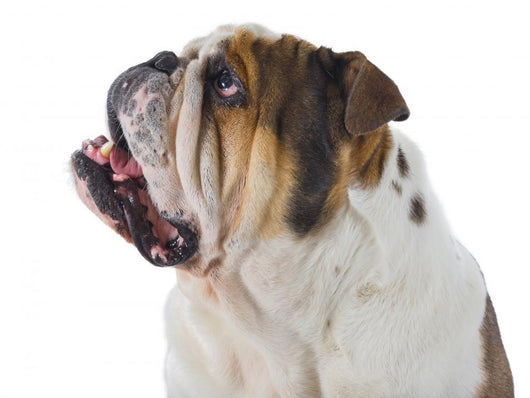 Inquisitive English Bulldog Wall Decal
