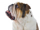 Inquisitive English Bulldog Wall Decal