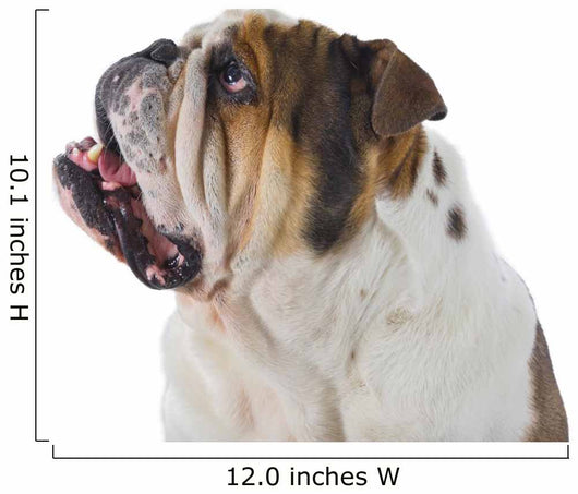 Inquisitive English Bulldog Wall Decal