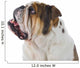 Inquisitive English Bulldog Wall Decal