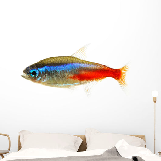 Neon Tetra Fish White Wall Decal