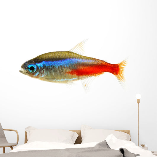 Neon Tetra Fish White Wall Decal