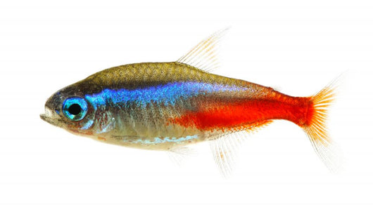 Neon Tetra Fish White Wall Decal