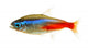 Neon Tetra Fish White Wall Decal