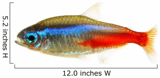 Neon Tetra Fish White Wall Decal