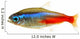 Neon Tetra Fish White Wall Decal