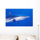 Shark Wall Mural