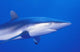 Shark Wall Mural
