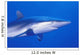 Shark Wall Mural