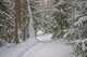 Winter Forest Wall Decal