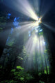 Sunlight Filtering Through Dense Forest Foliage Wall Mural
