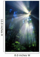 Sunlight Filtering Through Dense Forest Foliage Wall Mural