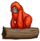 Orangutans Wall Decal