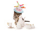 Birthday Teatime Kitten Cat Wall Decal