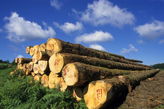 Logs Cuts Wall Decal