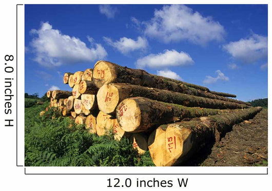 Logs Cuts Wall Decal