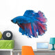 Beautiful Betta Splendens White 2 Wall Decal