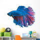 Beautiful Betta Splendens White 2 Wall Decal