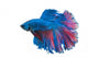 Beautiful Betta Splendens White 2 Wall Decal
