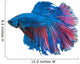 Beautiful Betta Splendens White 2 Wall Decal