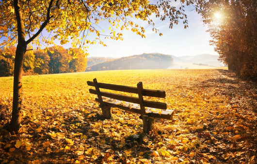 Herbstlandschaft Mit Sonnenschein Wall Decal