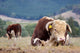 Hereford Bull Wall Decal