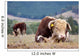Hereford Bull Wall Mural