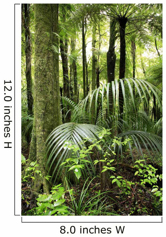 Tropical forest Wall Mural