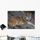 wolf Wall Mural