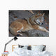 wolf Wall Mural