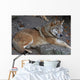 wolf Wall Mural