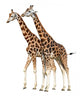 Giraffes White Wall Decal