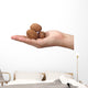 shelled walnuts Wall Decal