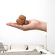 shelled walnuts Wall Decal