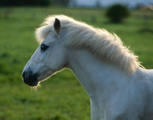 Weisses Pony Gegenlicht Wall Decal