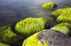Seaside Stones and Moss Wall Decal