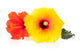 Hawaiian Hibiscus Flowers Wall Decal