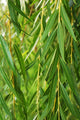 Weeping Willow Wall Decal