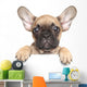 Puppy over White Banner Wall Decal