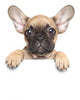 Puppy over White Banner Wall Decal