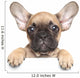 Puppy over White Banner Wall Decal