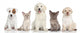 Group Kitten and Puppies Wall Decal