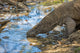 Komodo Dragon Wall Decal