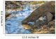 Komodo Dragon Wall Mural